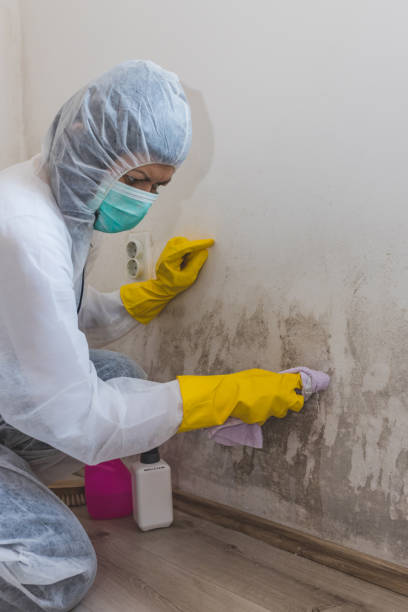 Best Mold-Related Health Consultation  in Mcchord Af, WA
