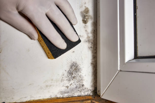 Best Mold Odor Removal Services  in Mcchord Af, WA